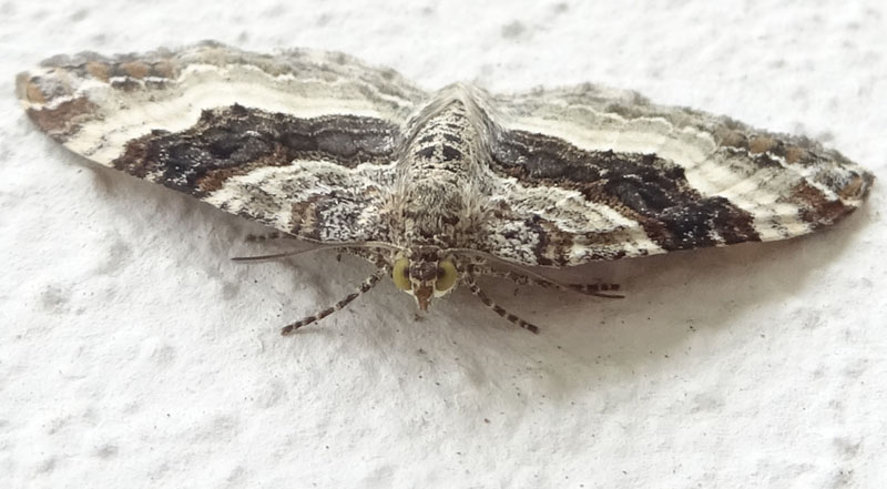 Epirrhoe alternata o rivata ? - Geometridae